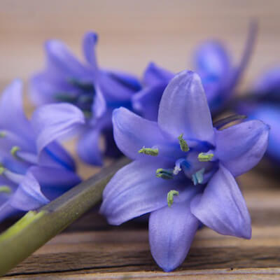 flower1 flower1