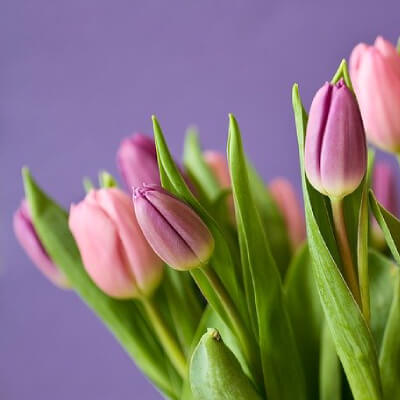 flower2 flower2