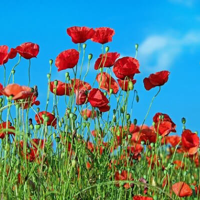 flower7 flower7