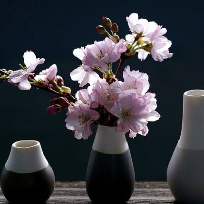 flower8 flower8
